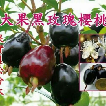 大樱桃树2年30~50cm，适合南北方种植，全国供应保证质量