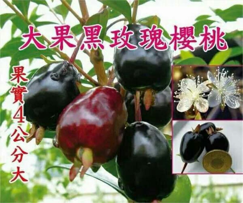大樱桃树2年30~50cm，适合南北方种植，全国供应保证质量