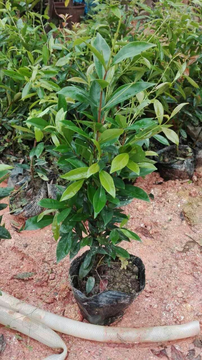 大樱桃树2年30~50cm，适合南北方种植，全国供应保证质量