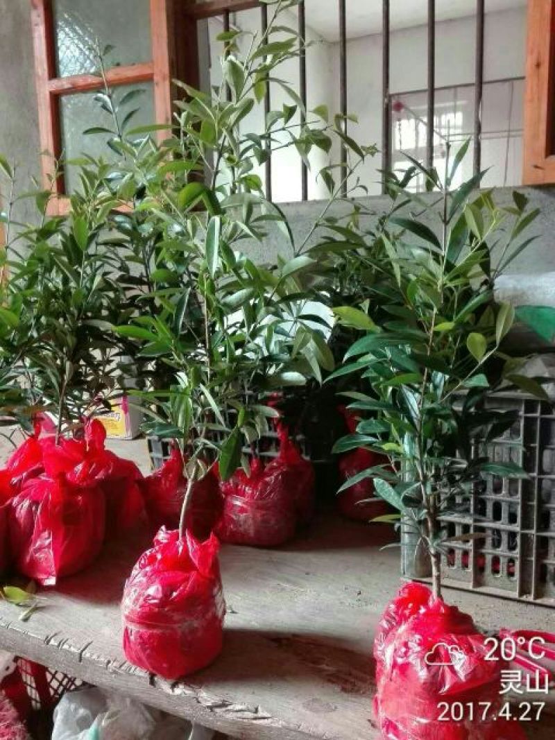 大樱桃树2年30~50cm，适合南北方种植，全国供应保证质量