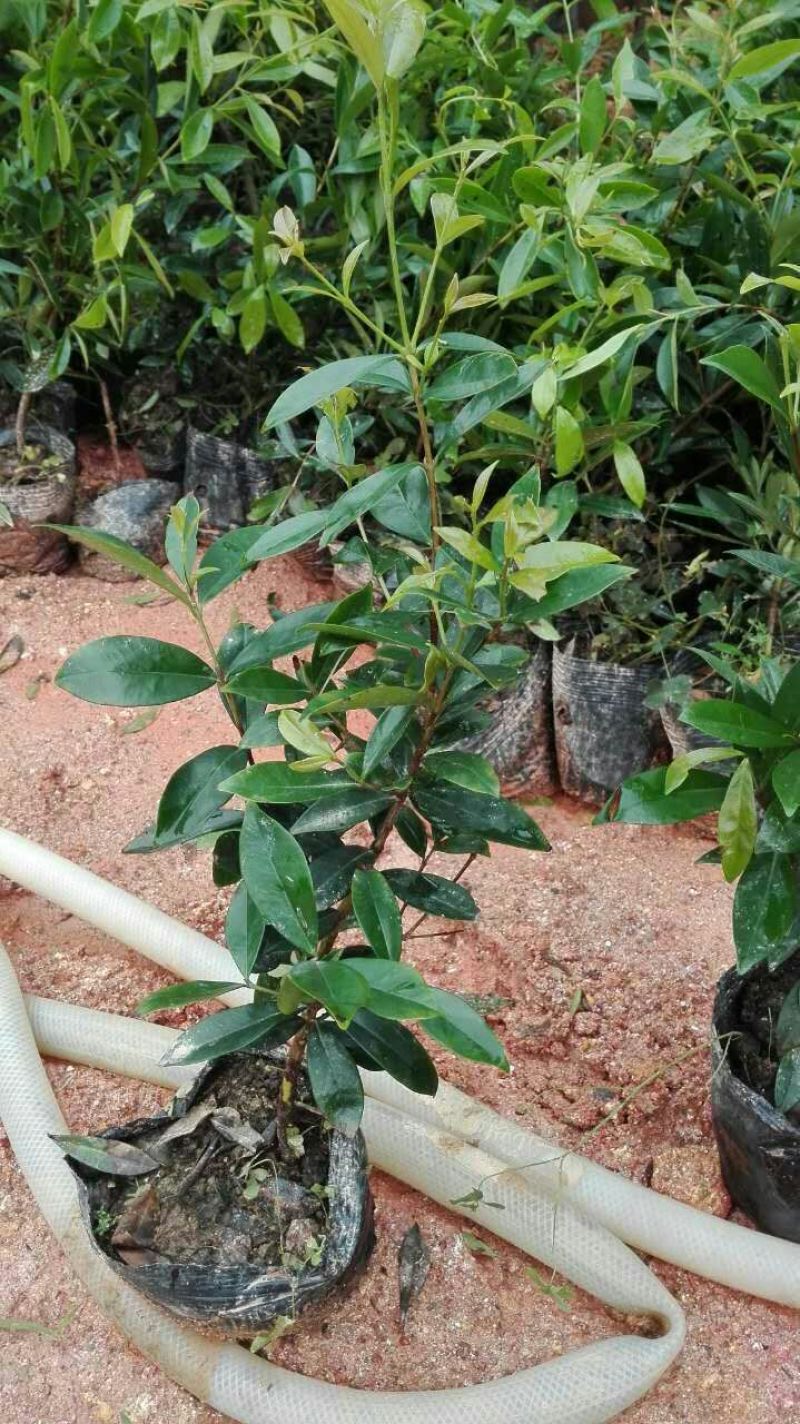 大樱桃树2年30~50cm，适合南北方种植，全国供应保证质量