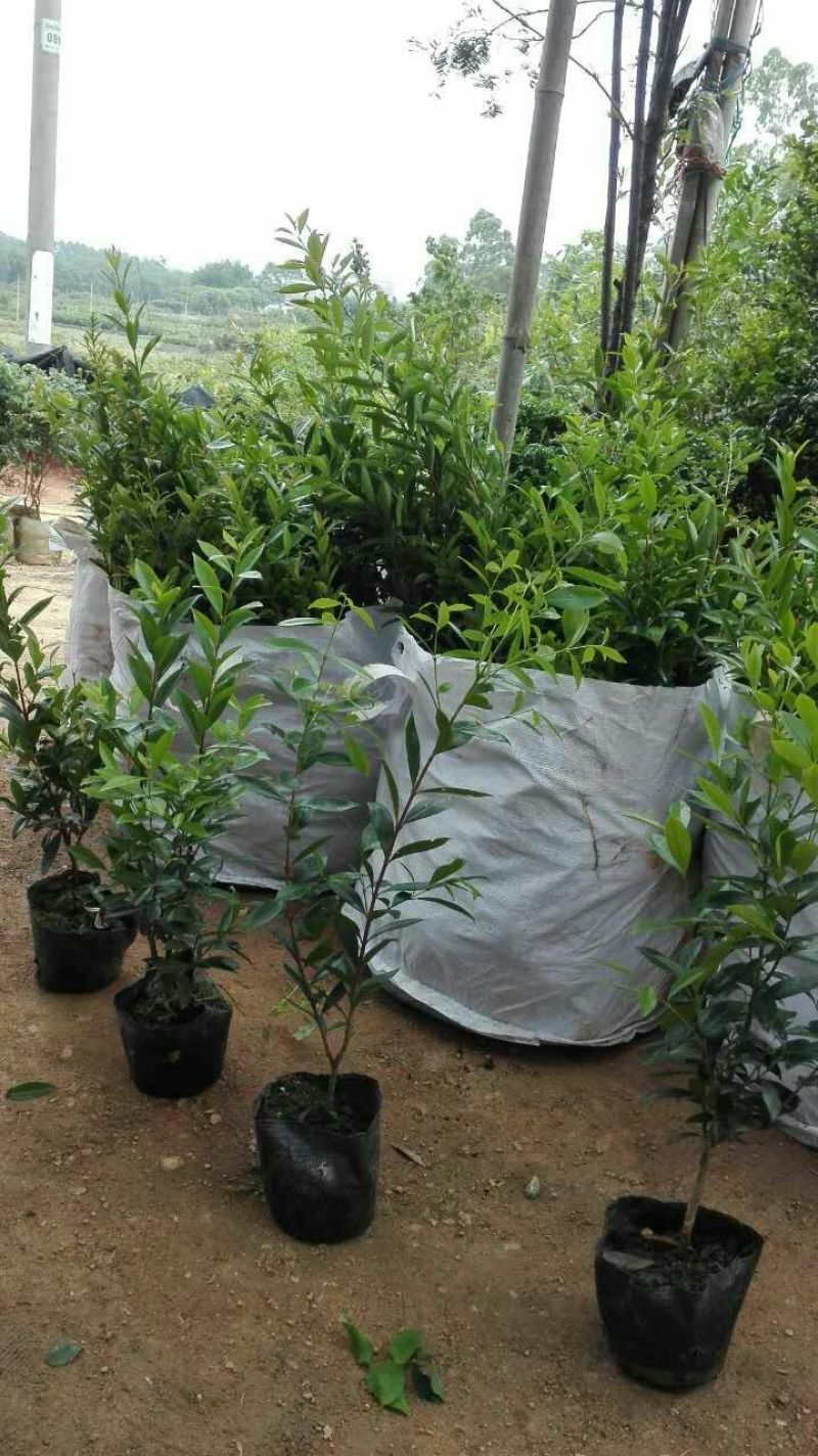 大樱桃树2年30~50cm，适合南北方种植，全国供应保证质量