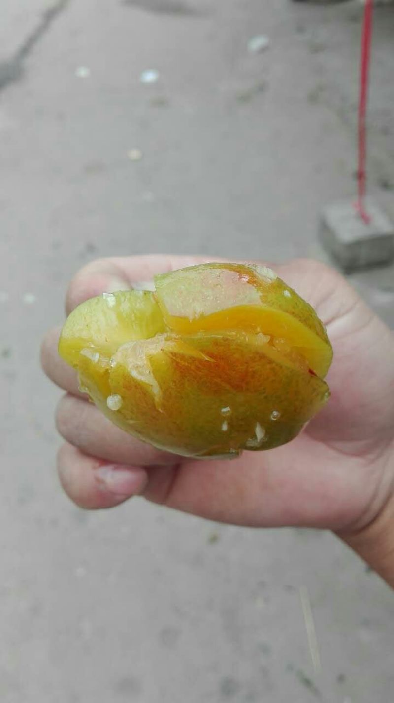 三华李树苗银翡早熟中熟晚熟，基地直发大量供应