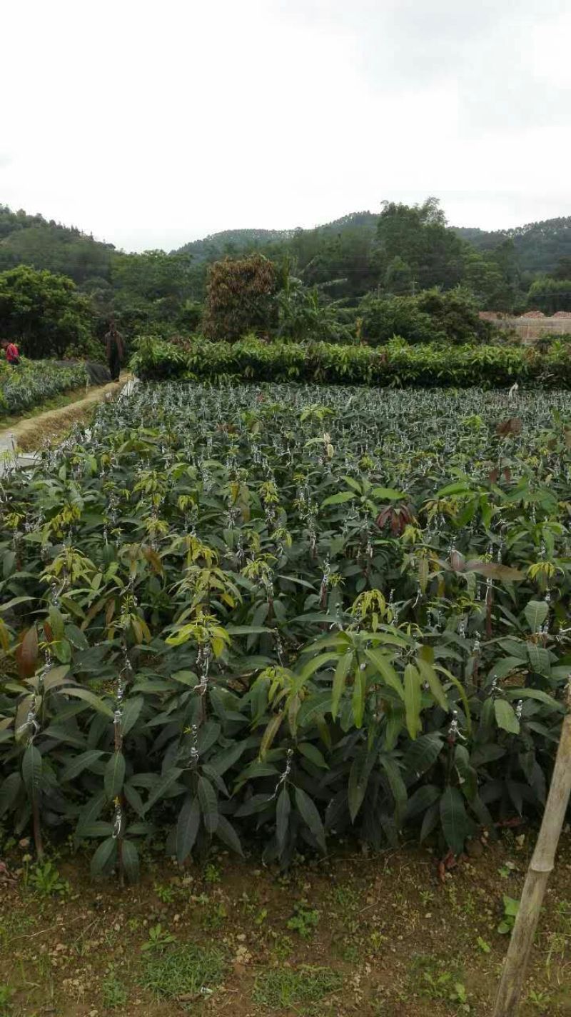 金煌芒树苗桂七台农贵妃象牙凯特，品种规格齐全