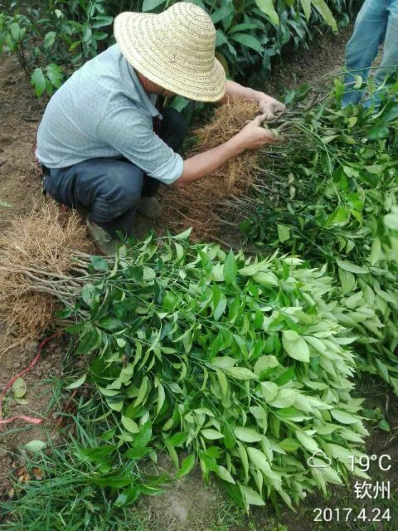 沃柑苗黄美人柑橘苗沙糖桔苗基地直发品质保证，量大从优