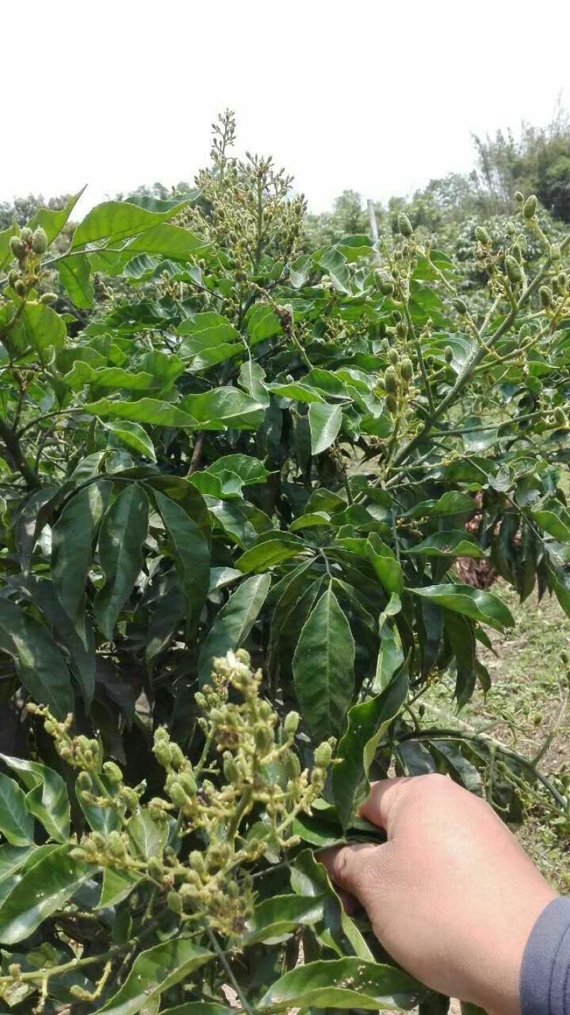黄皮果苗30~50cmcm，品种齐全，大量现货，基地直发
