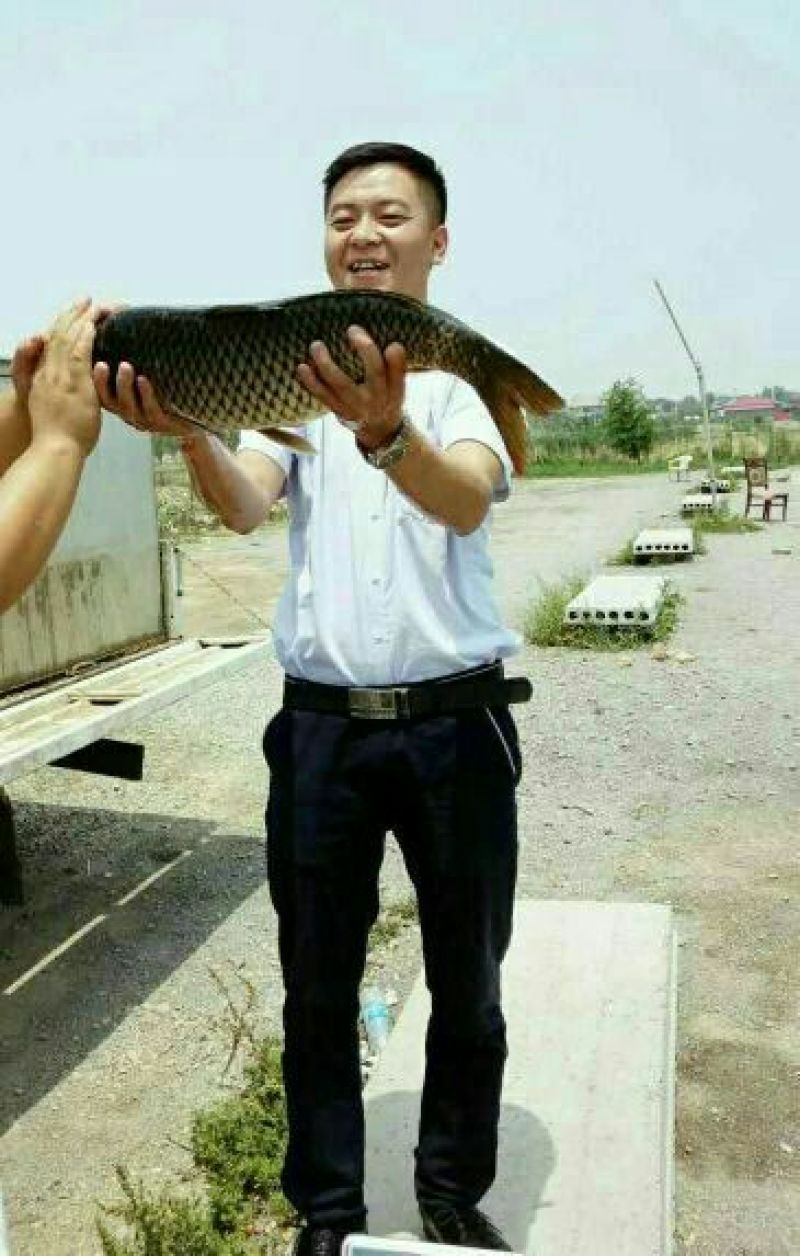 池鲤鱼食用1~2公斤