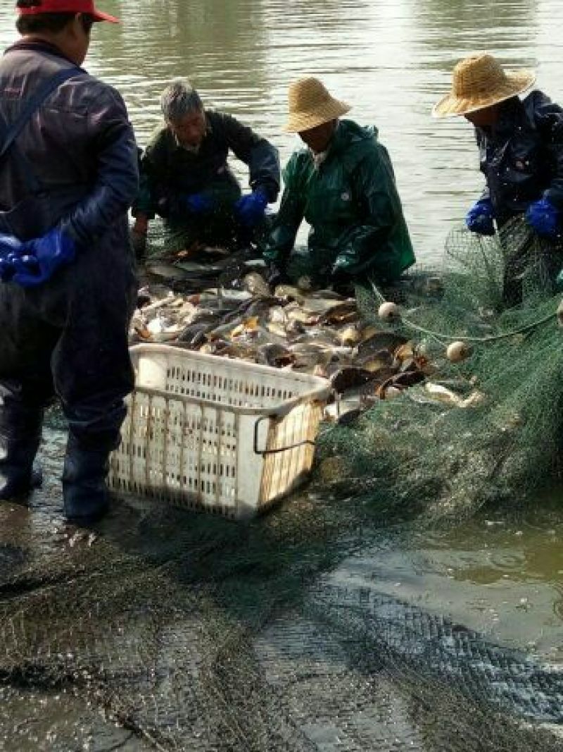 池鲤鱼食用1~2公斤