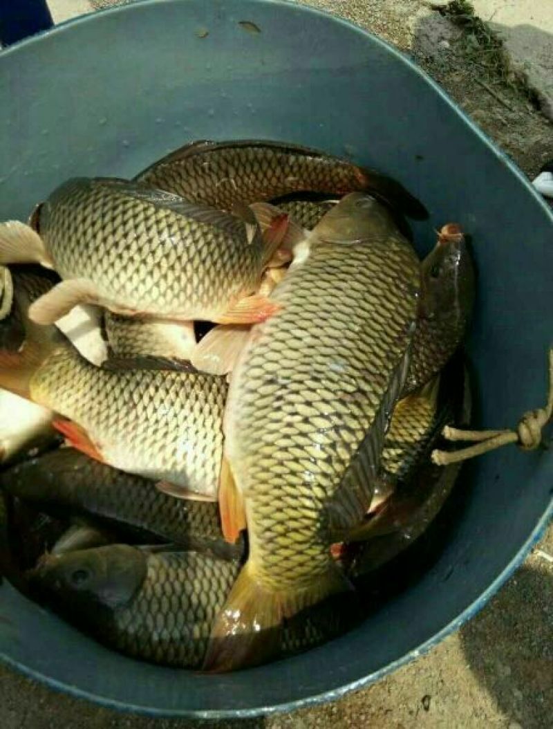 池鲤鱼食用1~2公斤