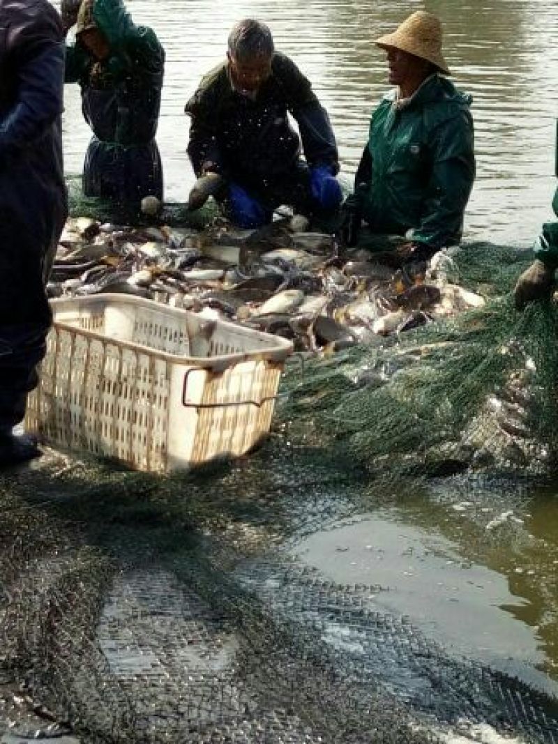 池鲤鱼食用1~2公斤