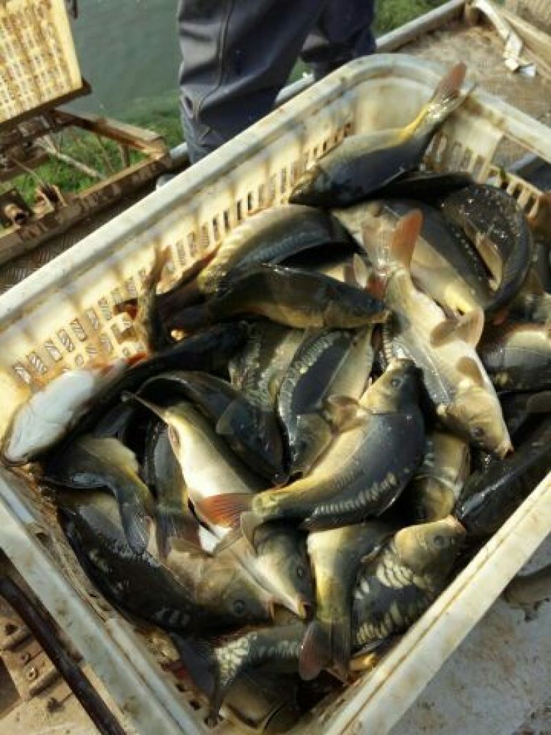 池鲤鱼食用1~2公斤