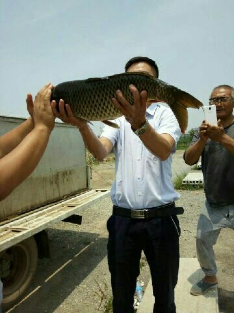池鲤鱼食用1~2公斤