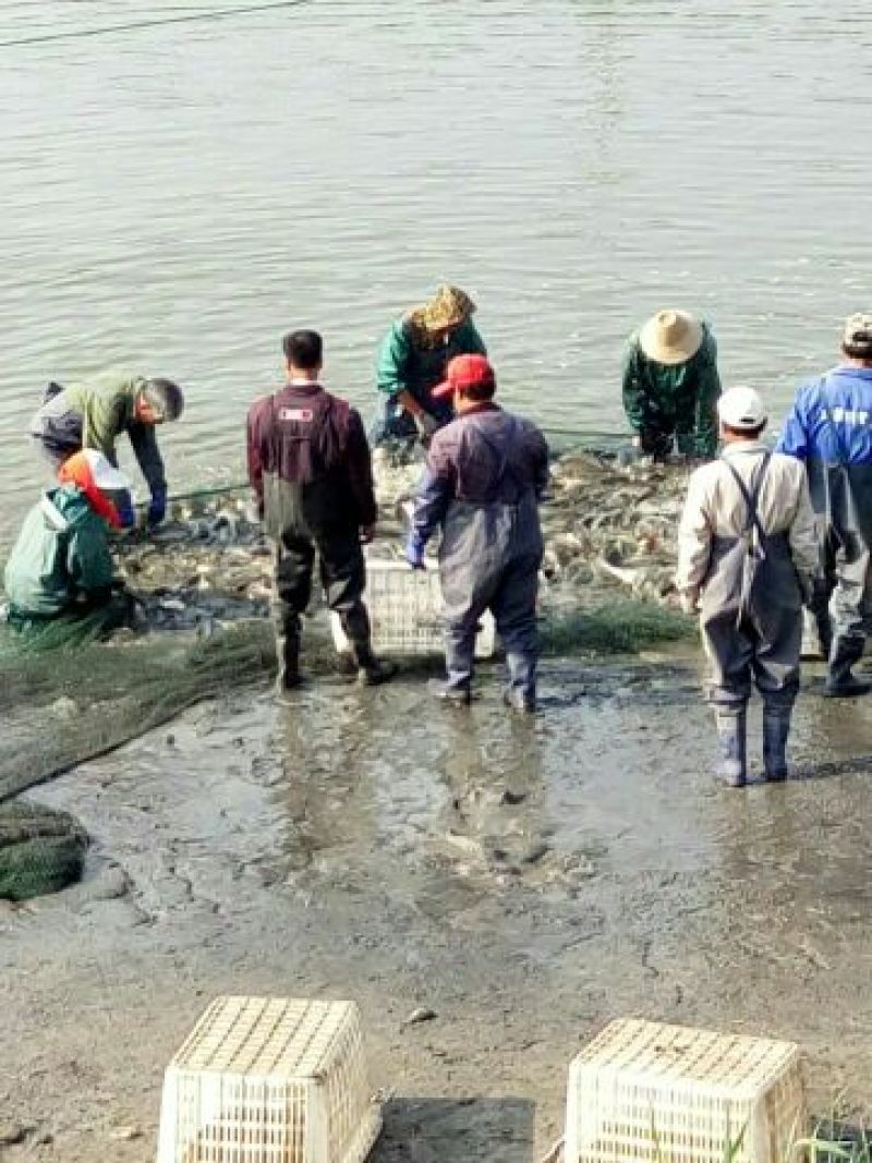 池鲤鱼食用1~2公斤