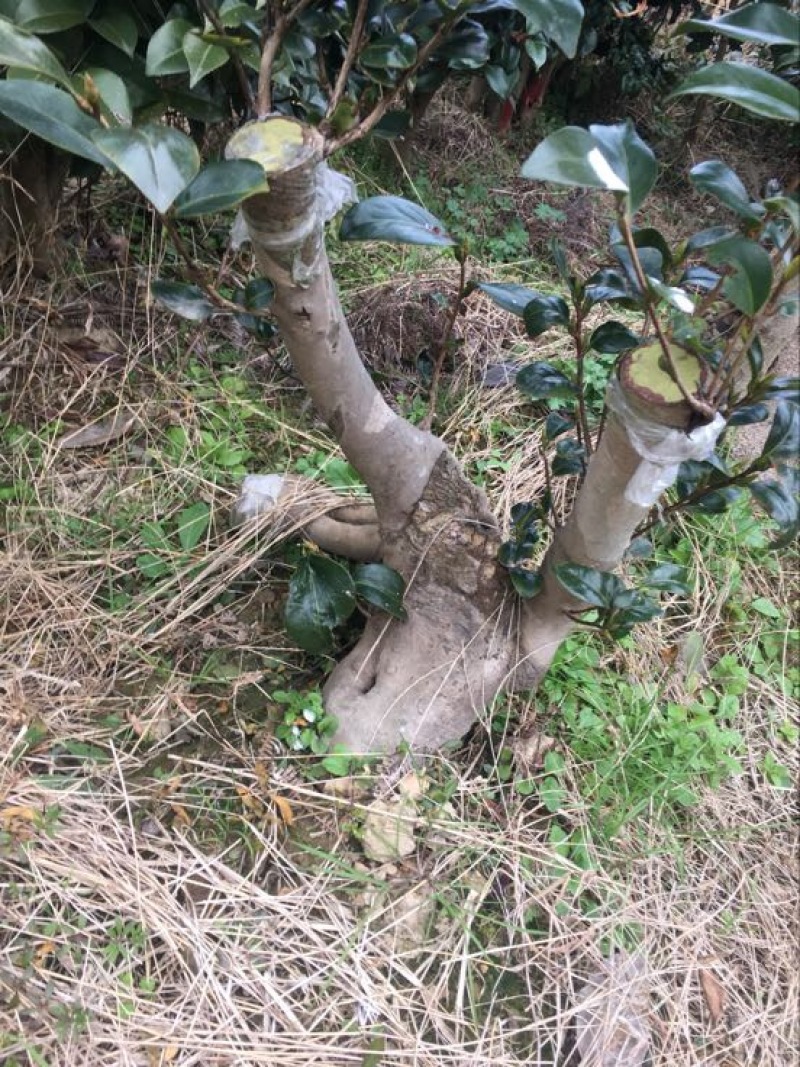 山茶花盆景，造型独特，一棵一型，最少35-50年造型