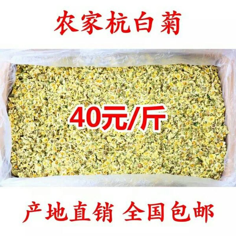 杭州白菊袋装