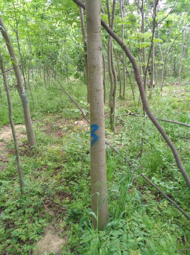 黄山栾树14~16cm10~12cm4米以上