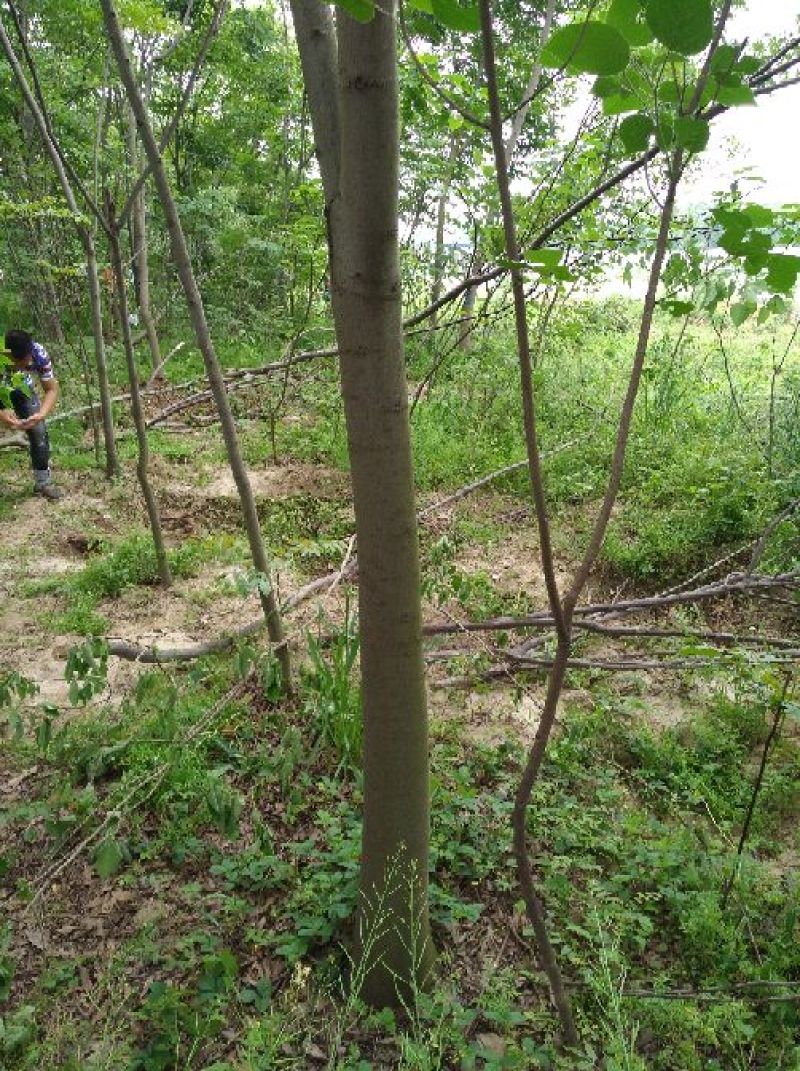 黄山栾树14~16cm10~12cm4米以上
