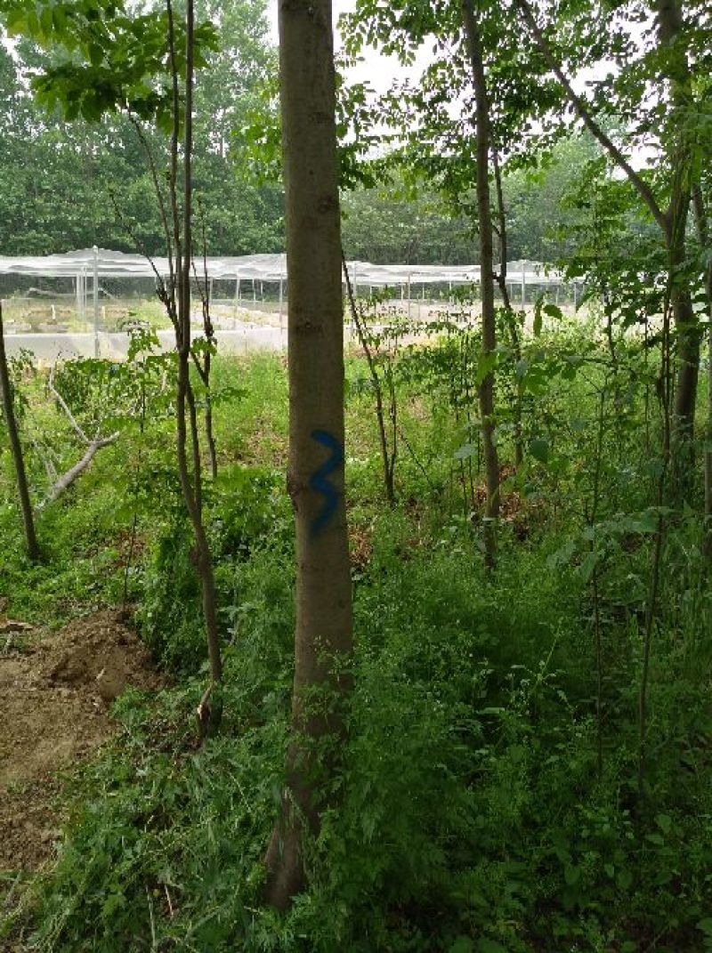黄山栾树14~16cm10~12cm4米以上