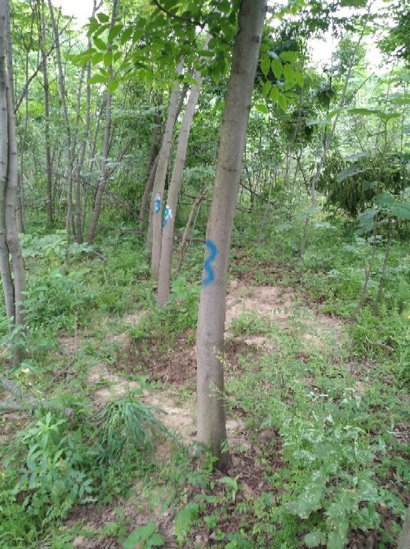 黄山栾树14~16cm10~12cm4米以上