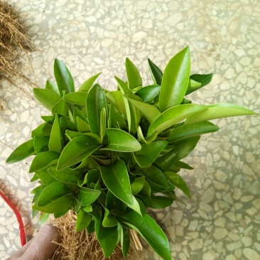 红橘苗30cm以下