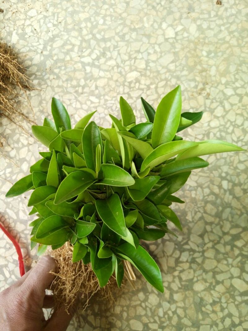 红橘苗30cm以下