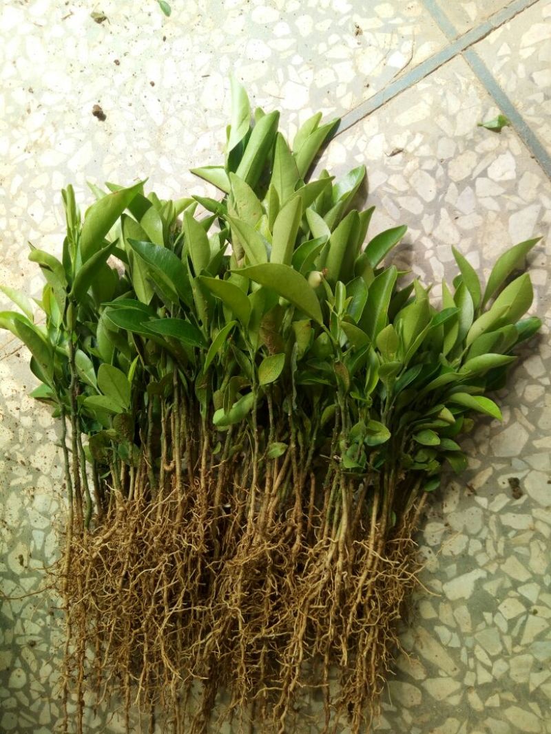 红橘苗30cm以下