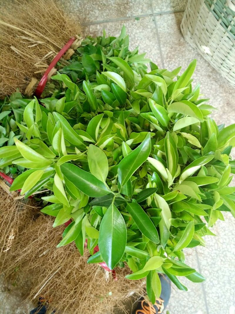 红橘苗30cm以下