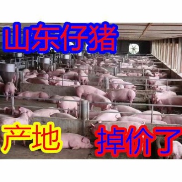 三元仔猪产地行情检疫防疫到位有专业运输车子送货上