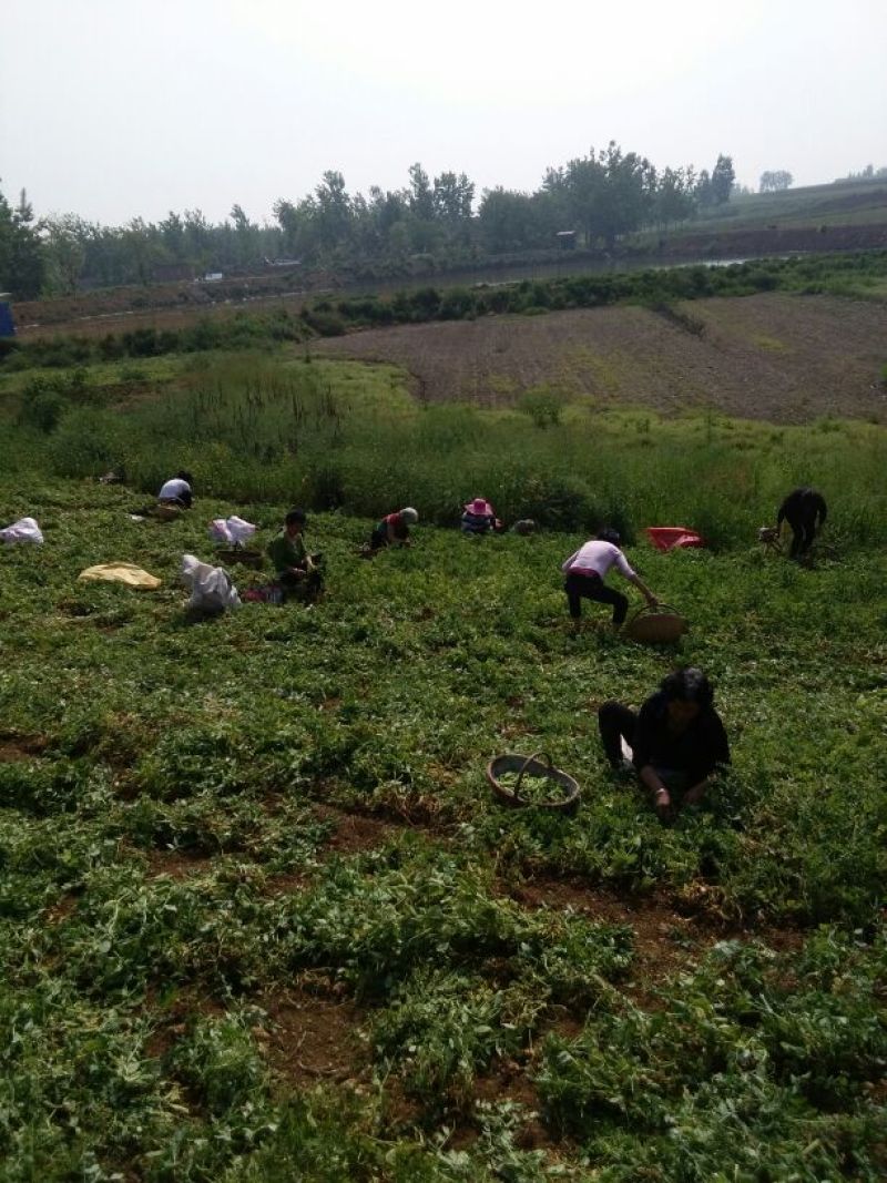 中豌九号豌豆饱满大量现货诚信经营价格优惠欢迎来电