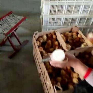 鸡苗，麻鸡鸡苗，笨鸡苗，红玉鸡苗，芦花鸡苗