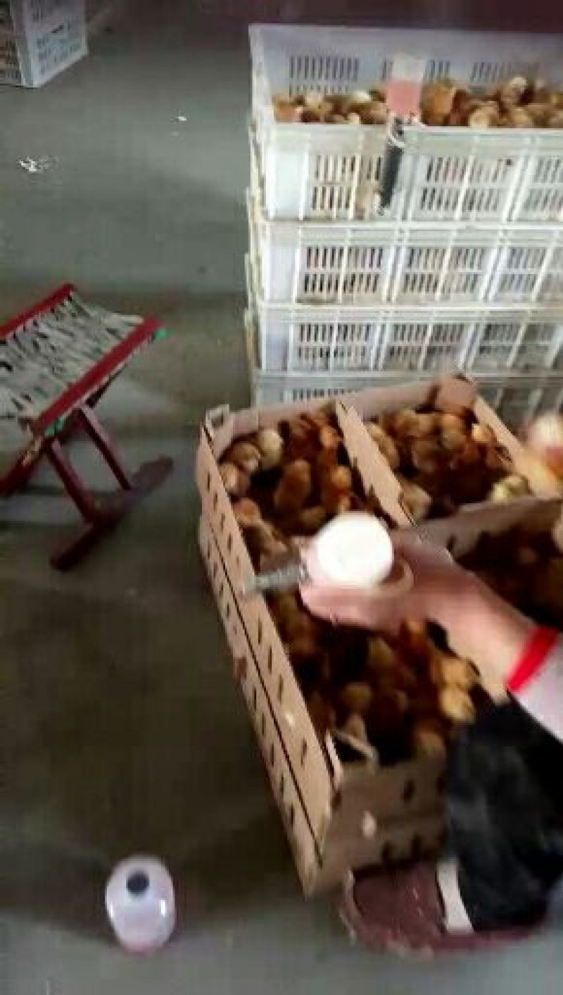 鸡苗，麻鸡鸡苗，笨鸡苗，红玉鸡苗，芦花鸡苗
