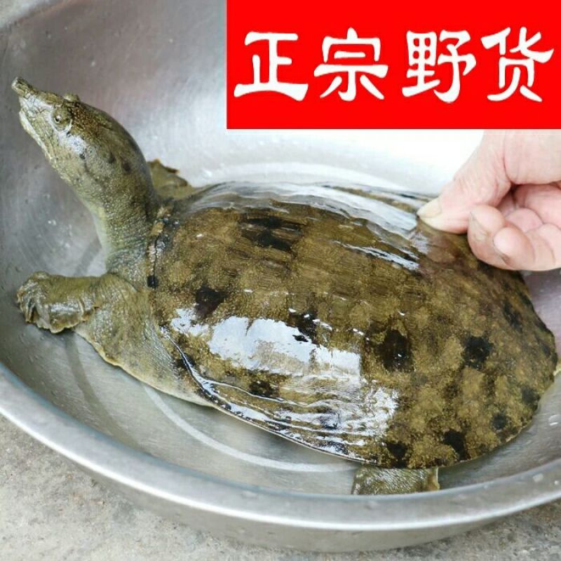 野生甲鱼1~1.5斤