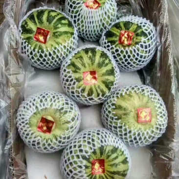 甜瓜精品1.5斤以上