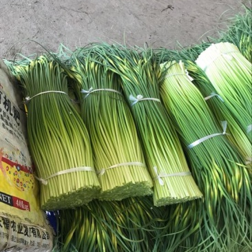 白帽蒜薹江苏蒜薹大丰区蒜薹鲜货产地货品提供食宿欢迎电联