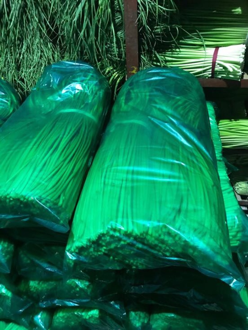 白帽蒜薹江苏蒜薹大丰区蒜薹鲜货产地货品提供食宿欢迎电联