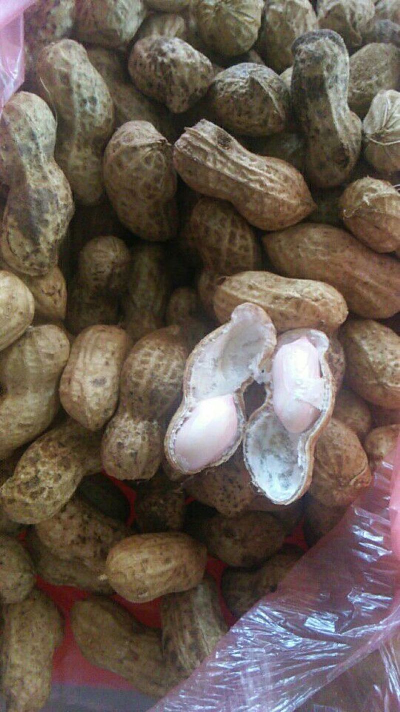 带壳花生鲜货带壳