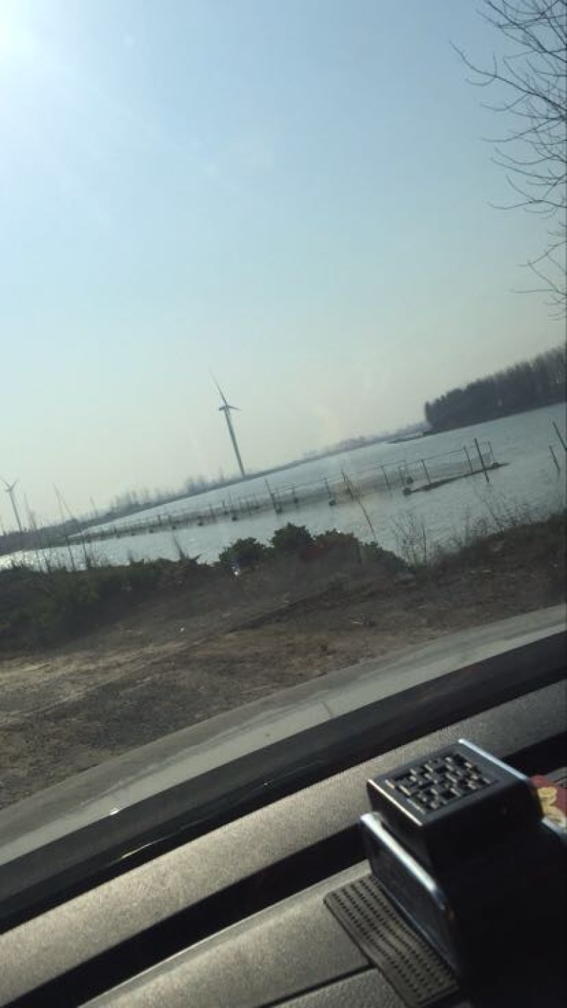花白鲢