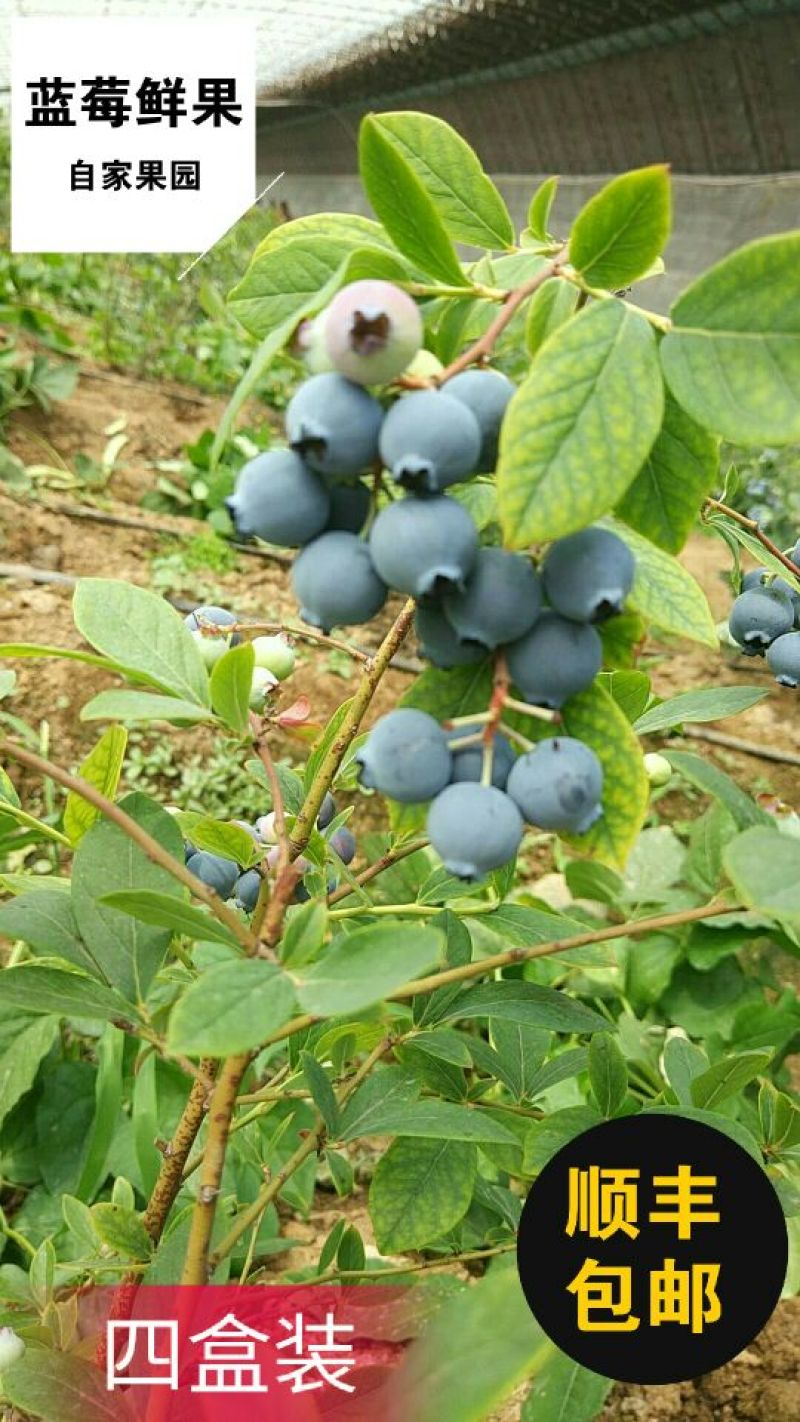 蓝莓鲜果12~14mm以上