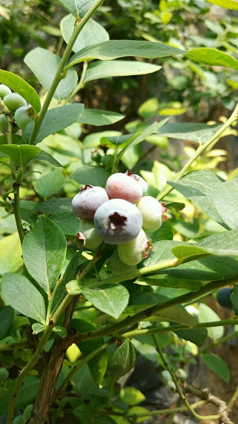 蓝莓鲜果12~14mm以上