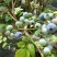 蓝莓鲜果12~14mm以上