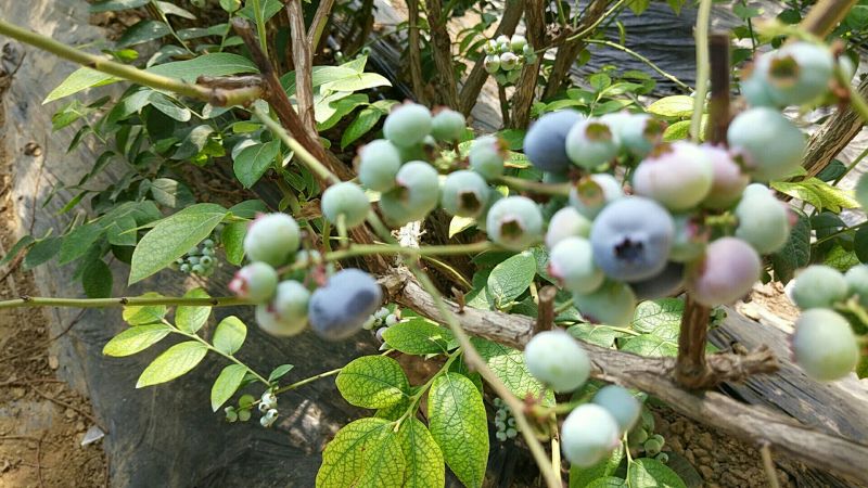 蓝莓鲜果12~14mm以上
