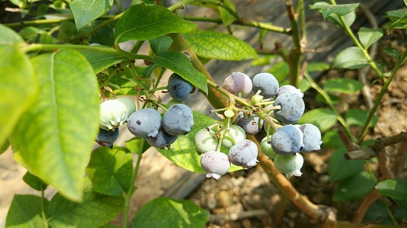 蓝莓鲜果12~14mm以上