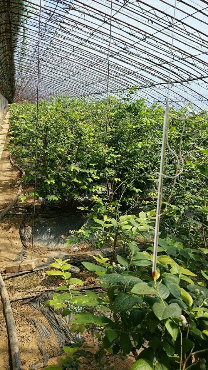 蓝莓鲜果12~14mm以上