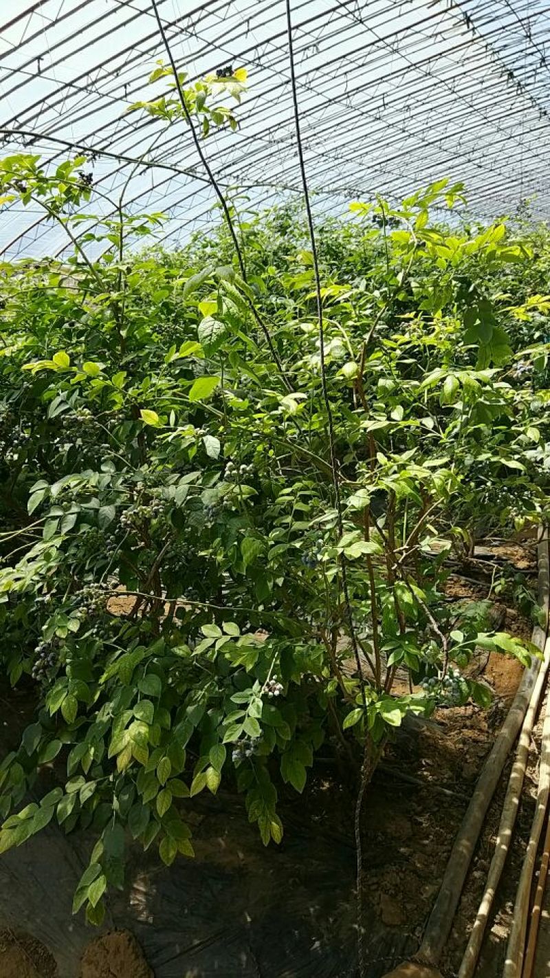 蓝莓鲜果12~14mm以上
