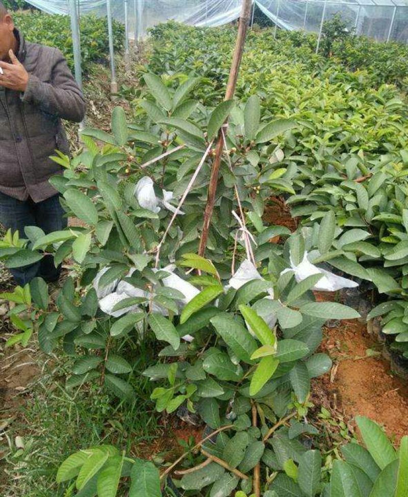 番石榴苗50~80cm