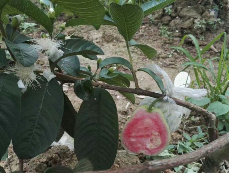 番石榴苗50~80cm