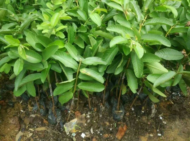 番石榴苗50~80cm