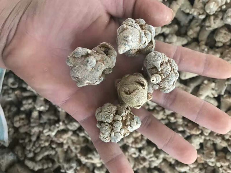 云南文山红三七产地直销选货