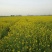 油菜籽1