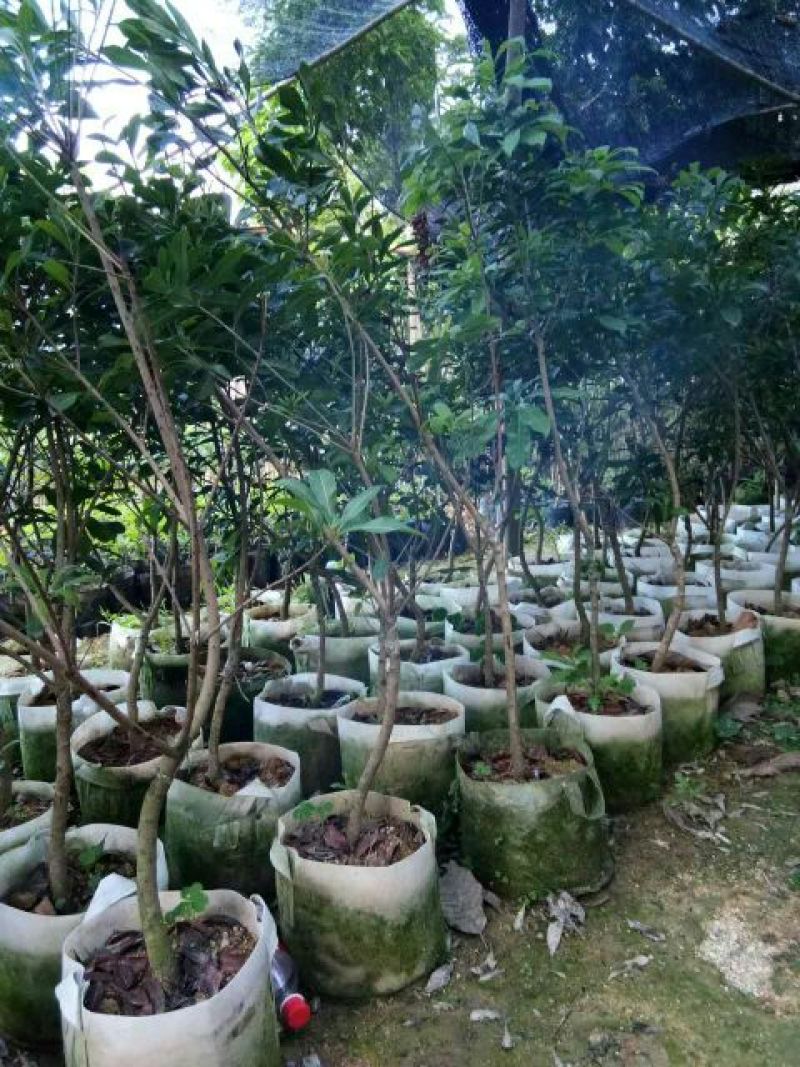 杨梅苗30~50cm